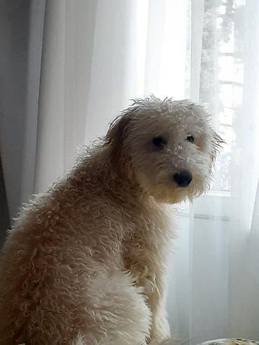 itlə barter: 7 ay, Erkek, Peyvəndli, Ünvandan götürmə — 3