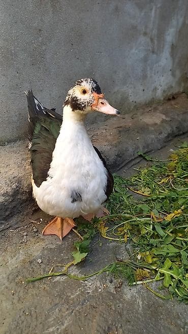 ördekler: Salam lal ordek satiram 4 denedi biri xoruzdu 3 dişi xoruzu 30 azn di — 2
