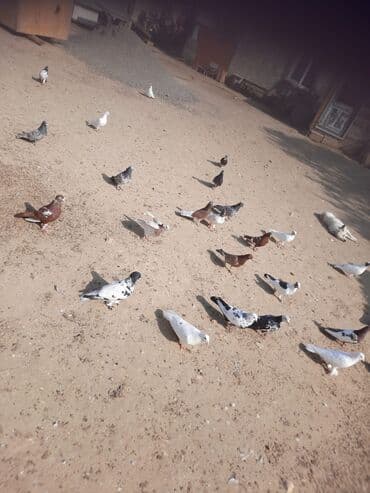 cuce ve xoruz: Quşlar satılr @sarayli_qusbaz_agaselim — 6