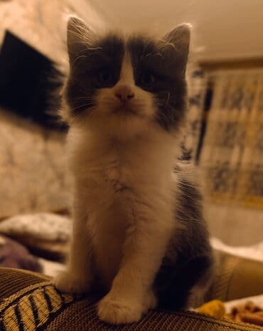 котенка в добрые руки: В добрые руки — 2