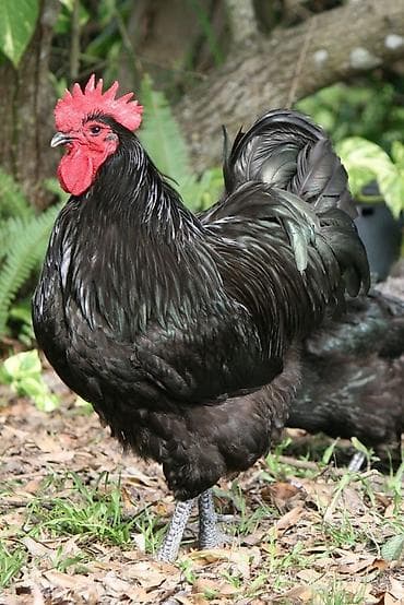 Avstralorp və Xarkov Cücələri Satılır! ​Yüksək məhsuldarlığı ilə