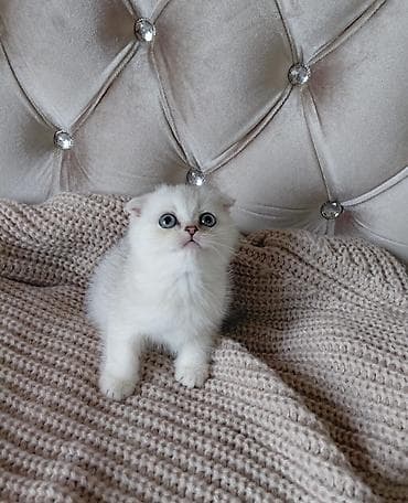 qaz heyvan: Şotland yastı qulaq, Dişi, Yaxşı əllərə, Ünvandan götürmə — 2