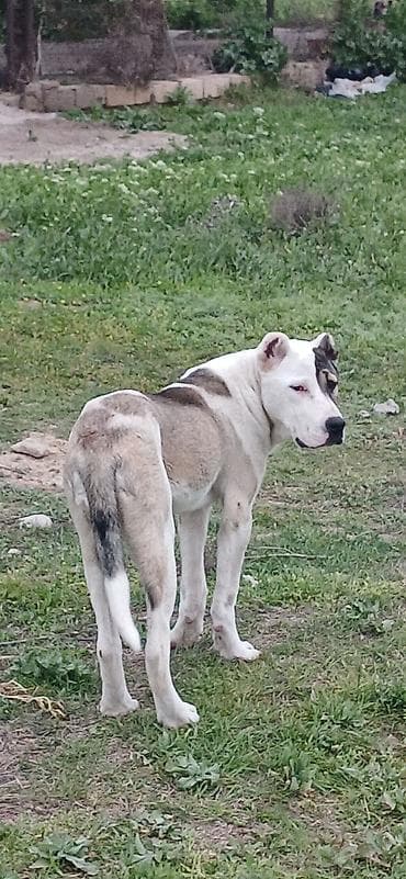 ucuz itlər: Qurdbasar, 6 ay, Dişi, Peyvəndli, Ödənişli çatdırılma — 4