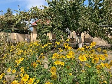 SAHIBINDEN 🏡 ALBALILIQDA MÖHTƏŞƏM BAĞ EVİ – HƏM YAŞAYIŞ, HƏM DƏ at lalafo.az SAHIBINDEN 🏡 ALBALILIQDA MÖHTƏŞƏM BAĞ EVİ – HƏM YAŞAYIŞ, HƏM DƏ