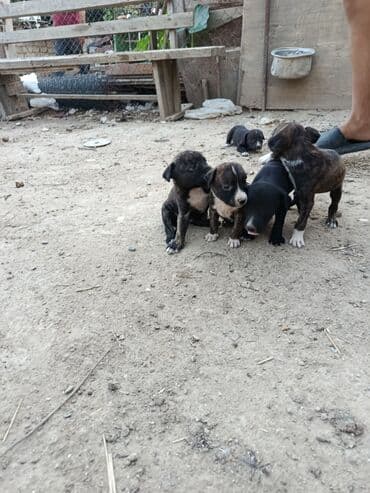 pitbul itlər: Питбуль, 1 месяц, Самец — 17