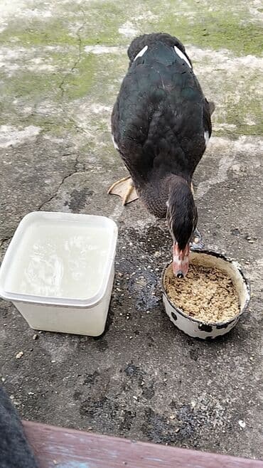 quzu şəkilləri: Erkək, | Lal ördək, Damazlıq, Ünvandan götürmə — 8