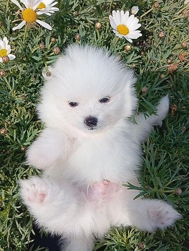 Şpitz, 2 ay, Erkek, Peyvəndli