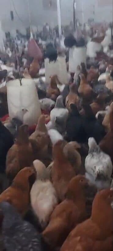 hovsan toyuq fermasi: Toyuq, Yumurtalıq, Ünvandan götürmə, Ödənişli çatdırılma — 2