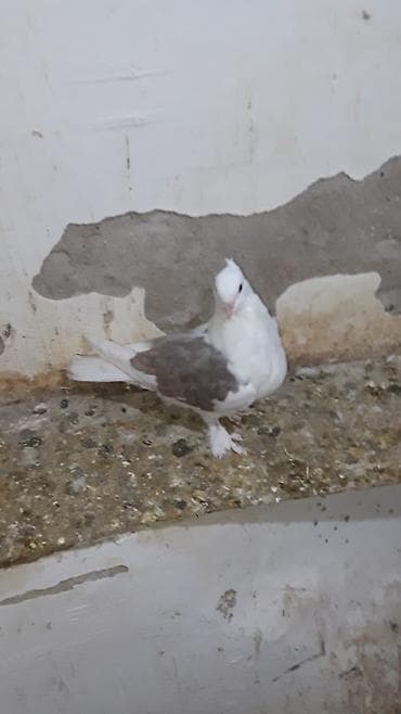 karella quş: İran sortudu Erkey olmalidi saxlam problemsiz quştu qiymət 20manat — 3