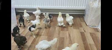 Cücələr: Toyuq cücələri, Ətlik — 3