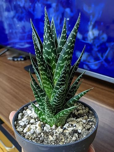 heserat yeyen bitkiler: Aloe "Tiki tahi". Hibrid aloe növüdü. Baxımı çox sadə. Sumqayıt — 1