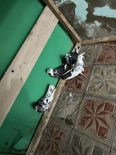 Gəmiricilər: Kom 5 manat 18 quwdu secb gotrmey ferqlidi — 6