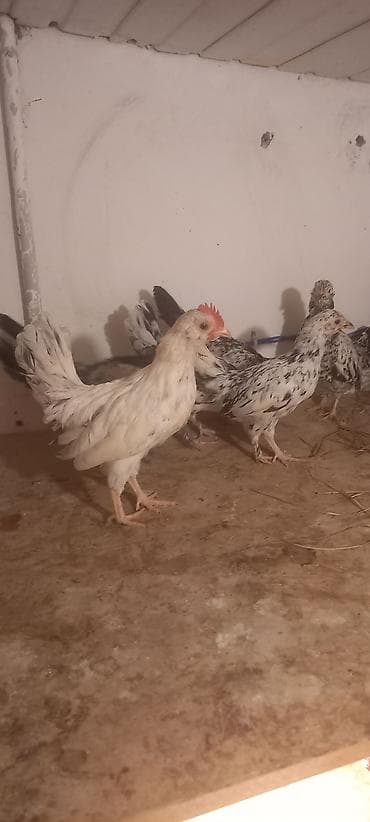 heyvan satisi tap az: Toyuq cücələri, Damazlıq — 10