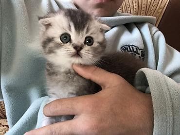 erkək keci: Britan yastı qulaq, Erkək — 2