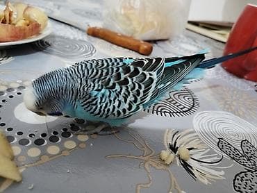 muhabbet kuşu satış: Bir Cüt Qəfəslə Birlikdə Hazır Maya Papuqay Satılır Dişi Quş Hal — 4