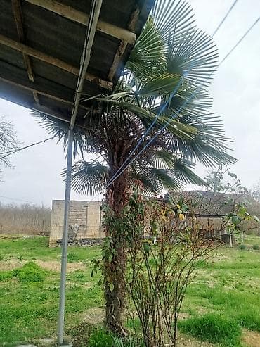 palma agaci satisi: Satılır: həyət üçün iri həcmli xurmalı/yelpik yarpaqlı palma ağacı — 4
