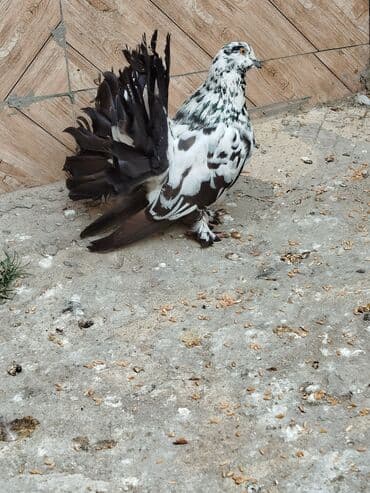 попугай жако купить в баку: Salam aleykum.Pavlin göyərçinləri satılır.Pavlinləri rayonlara — 4