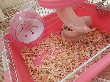 hamster satis: Qəfəs və dümağ dişi cunqarik satılır. Qəfəsdə heç bir problem yoxdur — 5
