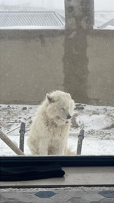 samoyed iti: Samoyed — 9