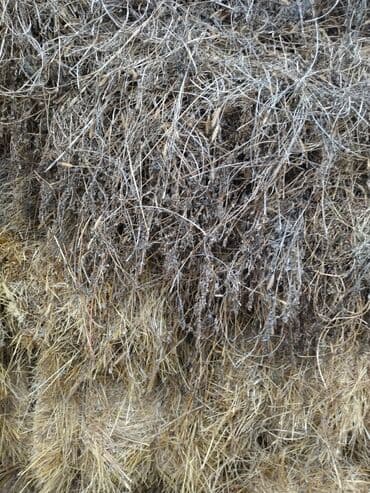 hinduska yumurtasi nece gune cixir: Məhsul: preslənmiş saman balyaları yonca presi 500 eded 2ci3cu çalım — 2