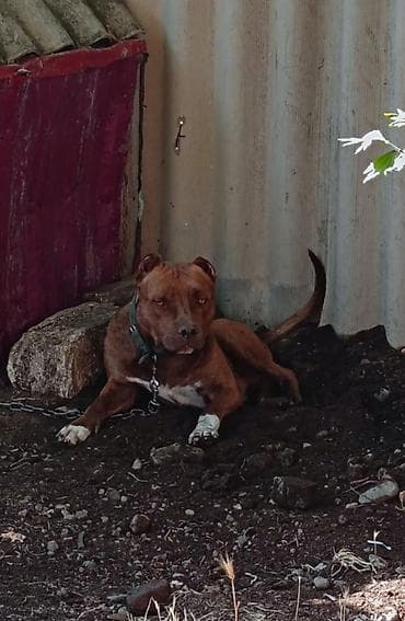 bildircin satisi: Pitbul, 1 il, Erkek — 4