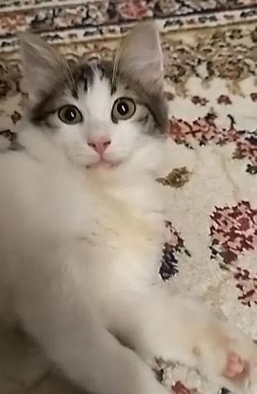 4 aylıq pişik balasına,cinsi qızdır, xeyirxah sahib axtarırıq.Masya