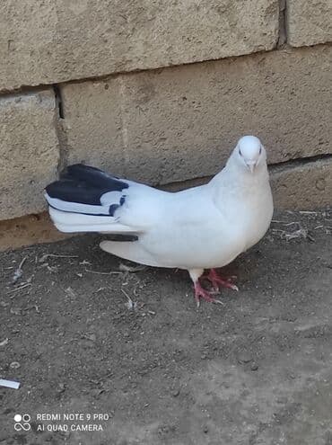 karella qusu: Qiymət razılaşma yolu ilə .ünvan Abşeron rayon Digah kəndi — 3