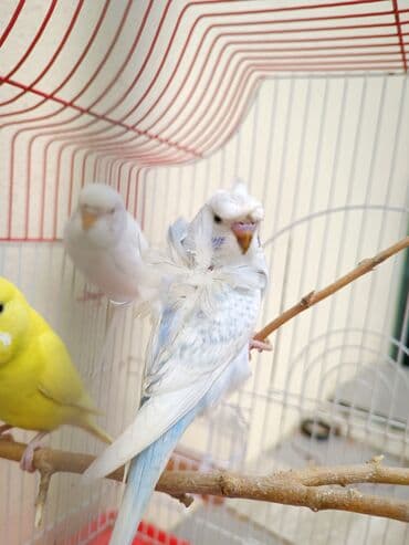 Salam. Satılır. Erkek japoness və digər valnisti quşları. Japoness 30