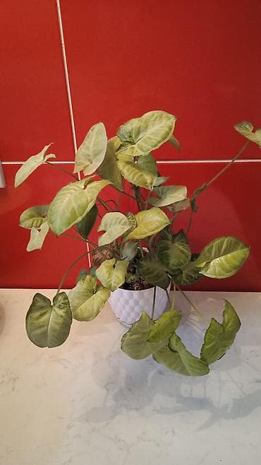 Syngonium (ok uclu/ox yarpaqlı) otaq bitkisi - Dekorativ, sarı-yaşıl