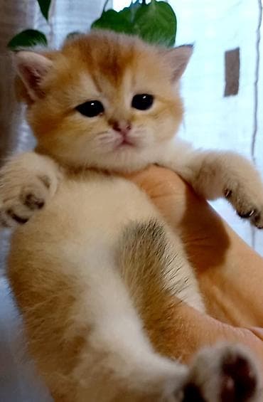 britan pişiyi: Britan, Erkək, Dişi, Yaxşı əllərə, Ünvandan götürmə — 3