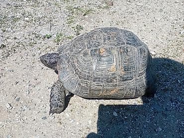Quruda yaşayan tısbağa - Növ: quru tısbağası (terrarum və ya açıq