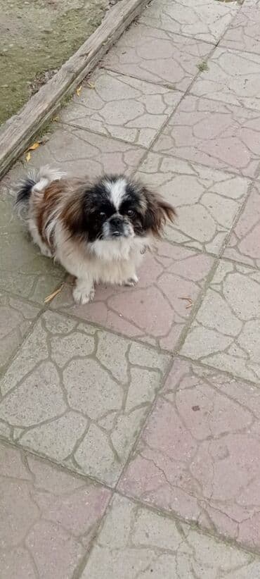 Great Wall: Pekines, 1 il, Erkek — 2