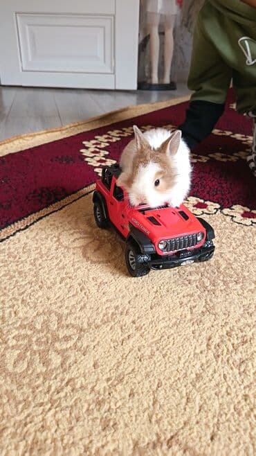 toyuq cücə satışı: Dovsan balalari topdan Ve tek satilir. Yerli ve cins balalar — 7