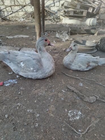 Salam. 5 aylıq lavanda ərkey dişi cütü 60 m sondu istəyən vatsapa yaza