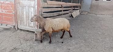 ətlik dovşan: Qoç super damazlıq 1 yaş yarımlıq.Presora togludur.Real alıcılar zəng — 3