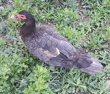 lal ördek: Dişi, | Macar, Damazlıq, Pulsuz çatdırılma — 2