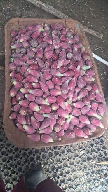 горячий перец haqida malumot: Məhsul: Qırmızı-xalla kaktus meyvəsi (prickly pear, Opuntia) Təsvir — 1