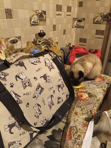 Heyvanlar üçün mallar: Pişik daşıma çantası - Naxış: krem rəngli fon üzərində sevimli pişik — 2