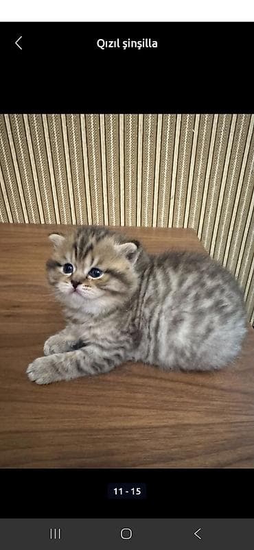 pişiy adlari: Britan, Erkək, Dişi — 9