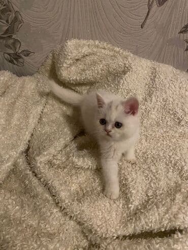 продам котенка британца: Dişi, Ödənişli çatdırılma — 7