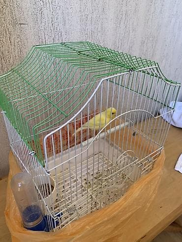 ayam cemani yumurta: Bulbul satilir disidi 3,4yumurta qoyur asagi yeri var — 2