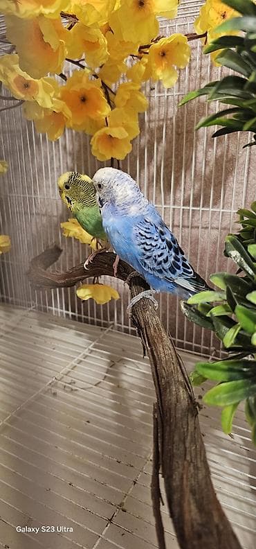 Pişiklər: Hazır cüt valnist satılır qızğın quşdardı yuva tax bala al cütü 30 m — 2