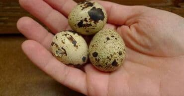 ad gunu hediyyeleri qadin ucun: Bildirçin yumurtası. 0.20 qəpik. çox sayda alındıqda aşağı qiymətlə — 3