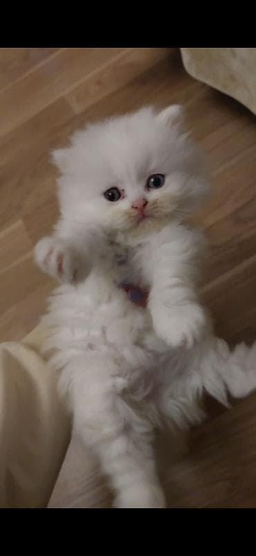 pisik cutlesdirmek: Şotland yastı qulaq, Dişi — 1