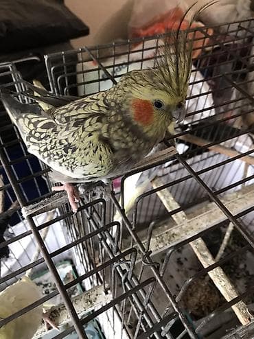 heyvanlar quşlar: Cutu 80 m, real aliciyla razilashmaq olar, tek tekde satilir, ag — 4