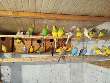 Məhsul: dalmatin, sarı-yaşıl, mavi, boz-ağ və klassik yaşıl tonlarda