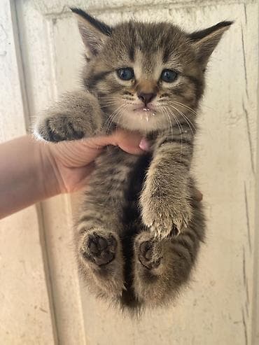 Tabbi, Yaxşı əllərə