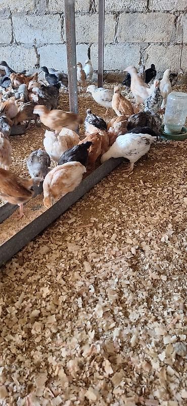 cücə alıram: Toyuq cücələri, Damazlıq — 6