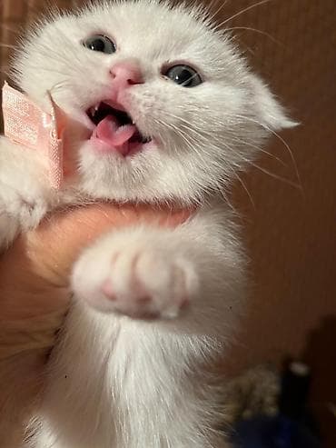 Gəmiricilər: Şotland yastı qulaq — 5