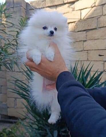 ingilis setter it cinsinin digər adı: Şpitz, 3 ay, Dişi, Peyvəndli — 4